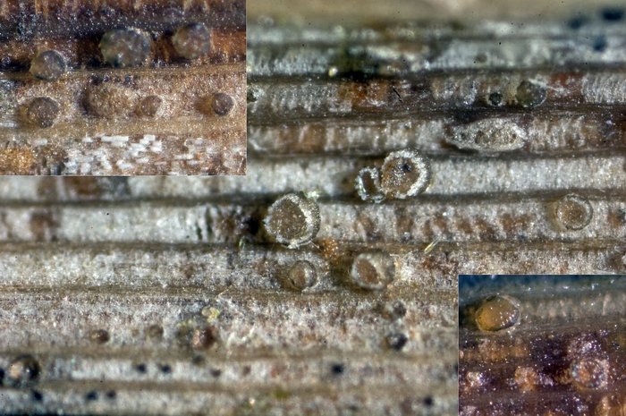 macrostoma