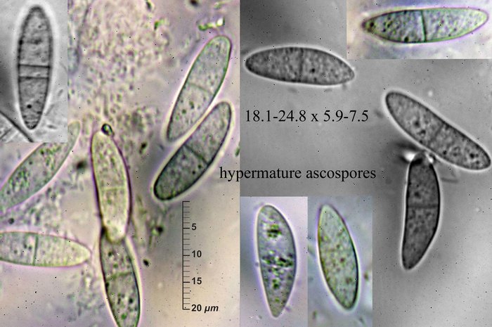 macrostoma