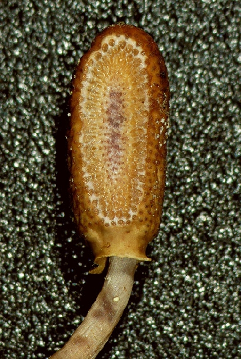 macrostoma
