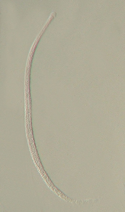 macrostoma