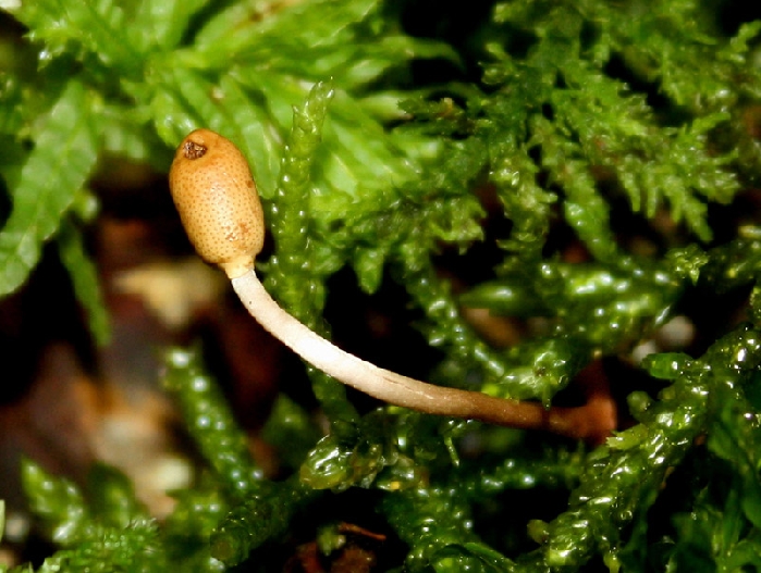 macrostoma