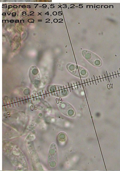 macrostoma