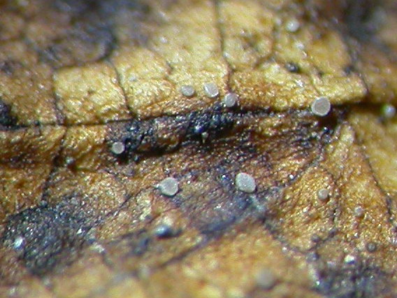 macrostoma