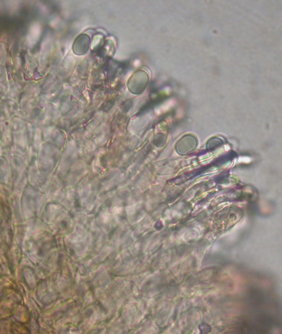 macrostoma