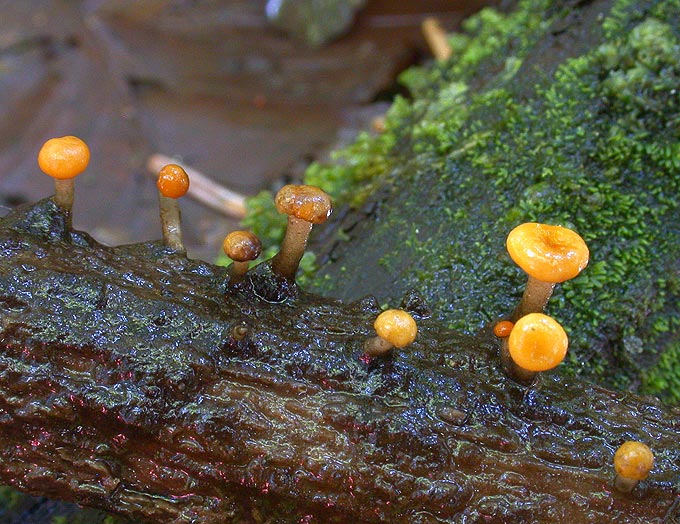 macrostoma