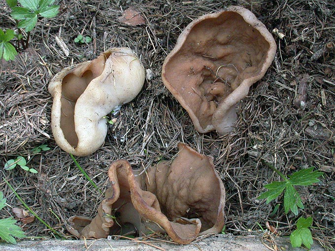 macrostoma