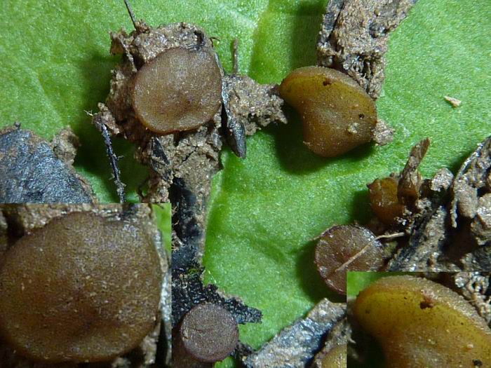 macrostoma