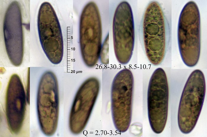 macrostoma