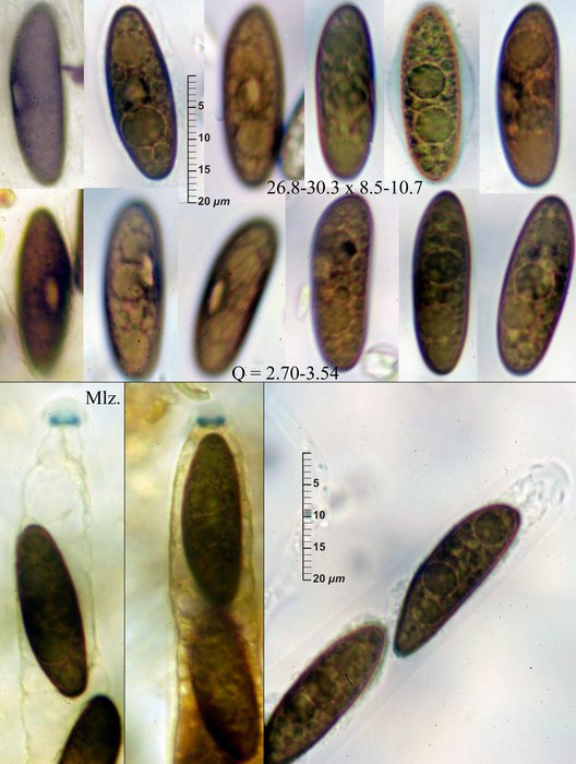 macrostoma