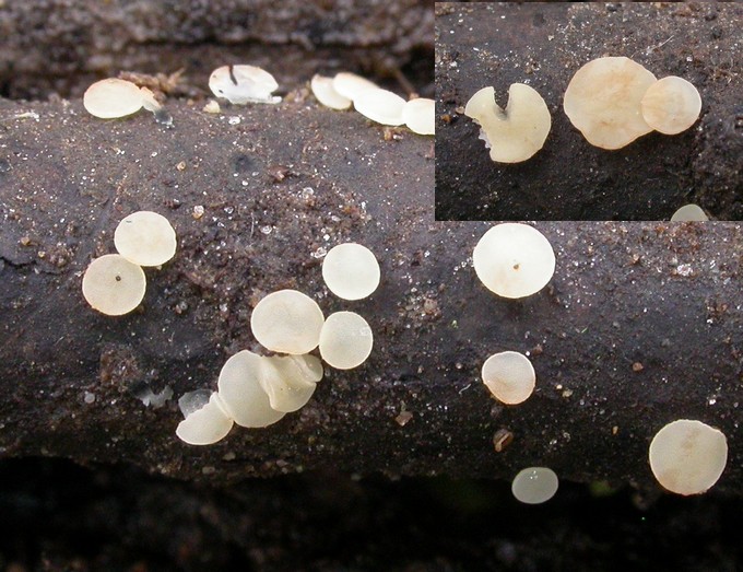 macrostoma