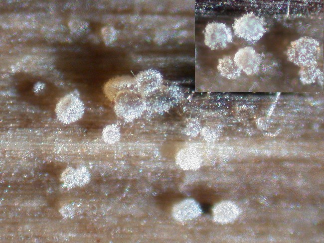 macrostoma