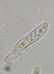 macrostoma
