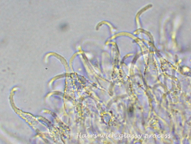 macrostoma