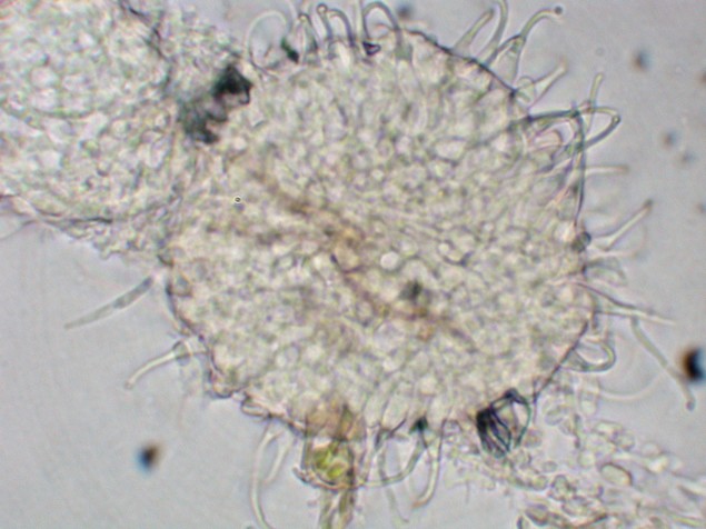 macrostoma
