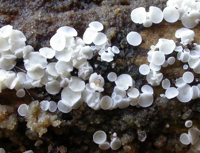macrostoma