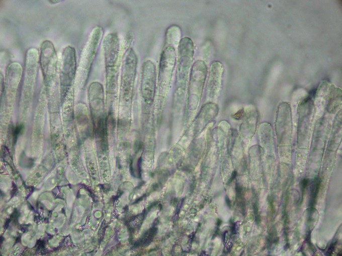 macrostoma
