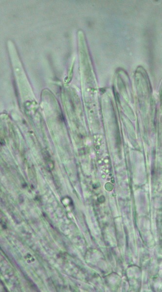 macrostoma