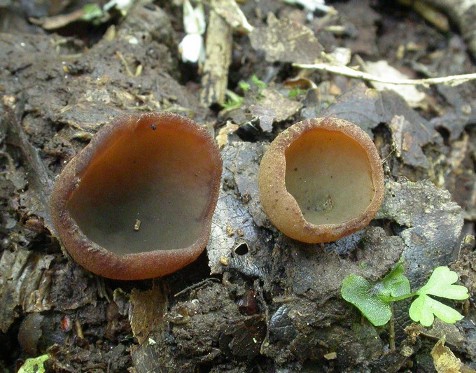 macrostoma