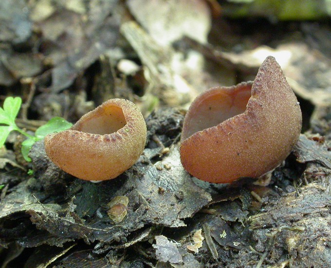 macrostoma