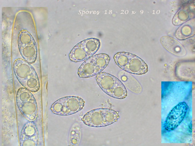 macrostoma