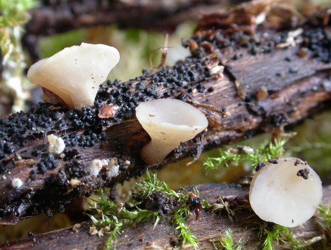 macrostoma