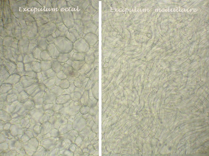 macrostoma