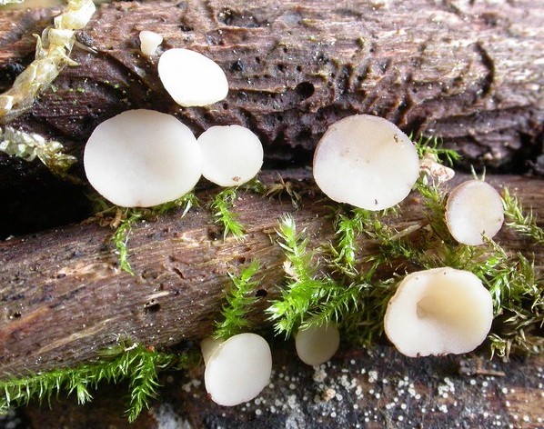 macrostoma