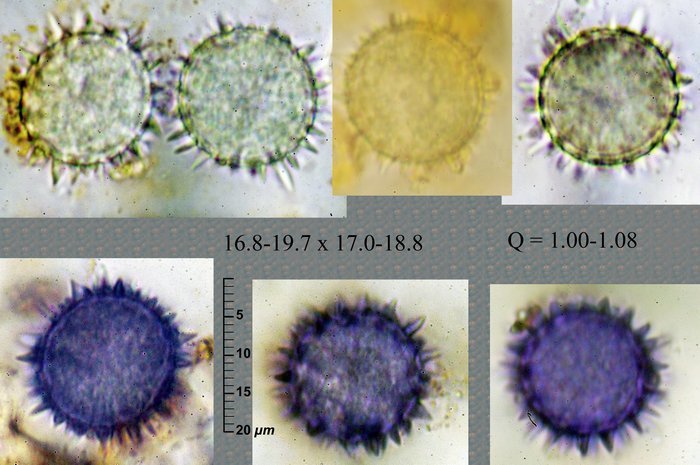 macrostoma