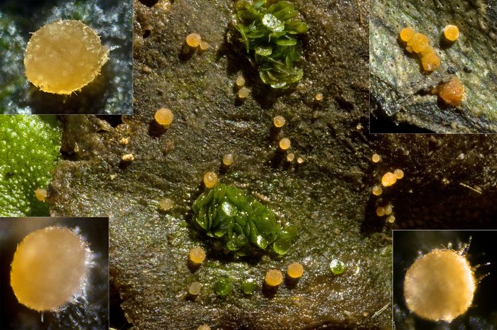 macrostoma