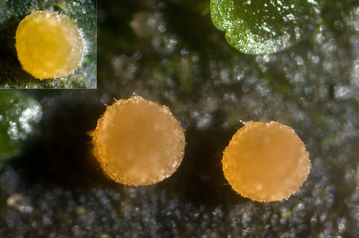 macrostoma