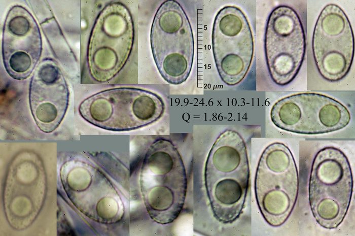 macrostoma