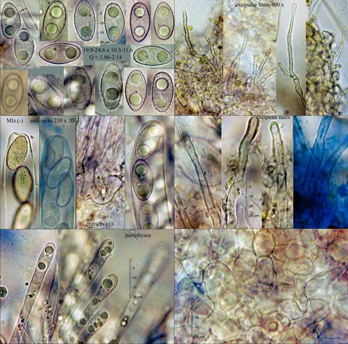 macrostoma