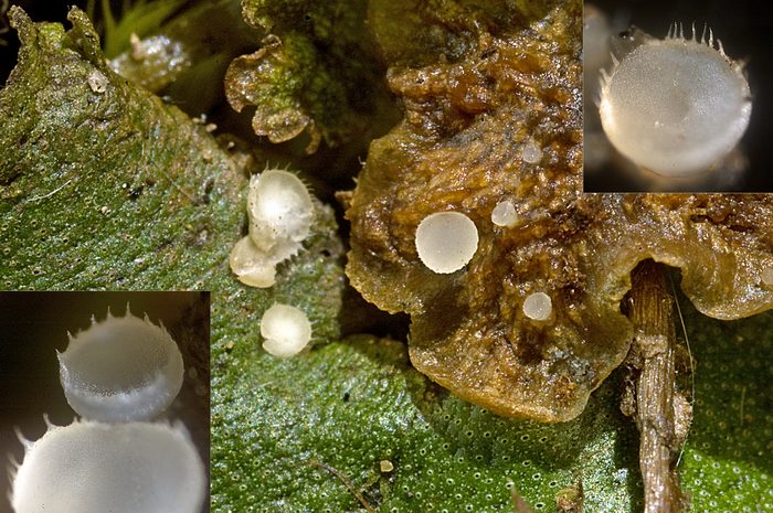 macrostoma