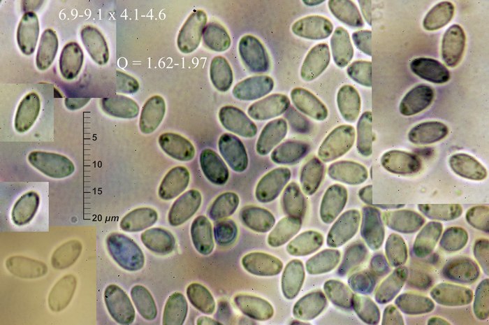 macrostoma