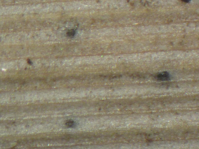 macrostoma
