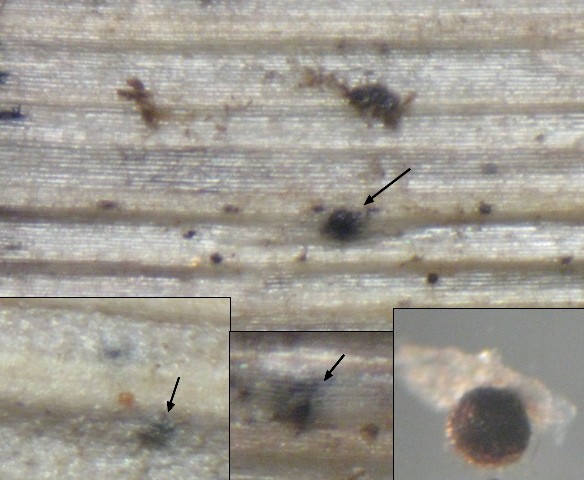 macrostoma