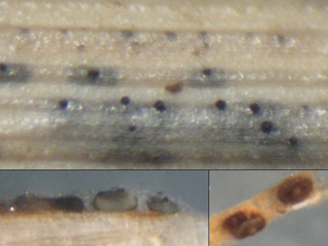 macrostoma