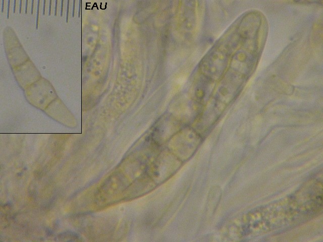 macrostoma