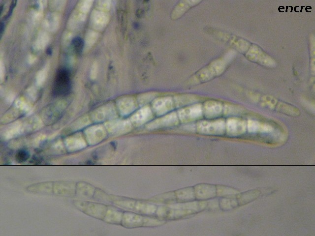 macrostoma