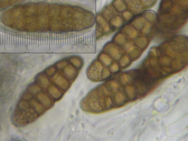 macrostoma
