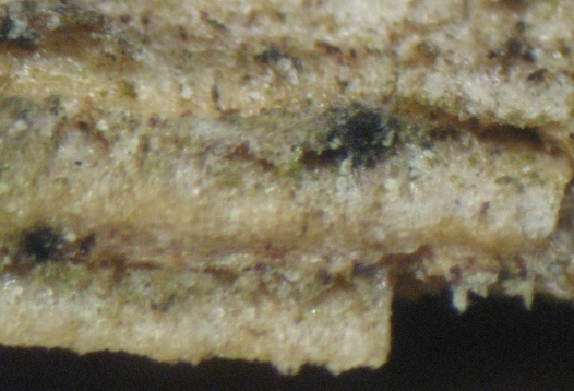 macrostoma