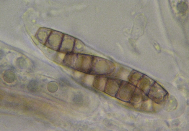 macrostoma