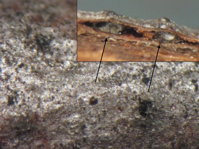 macrostoma