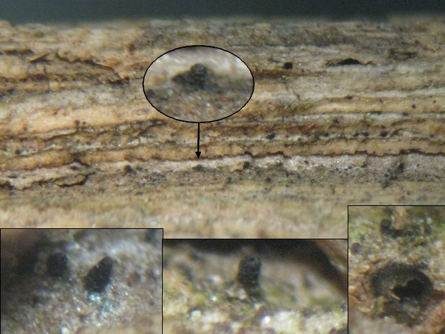 macrostoma