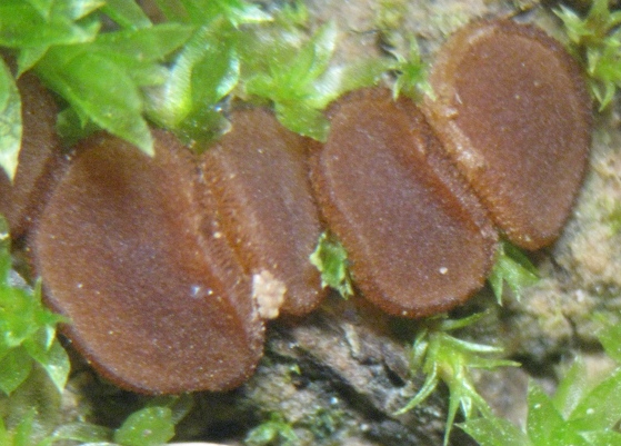 macrostoma