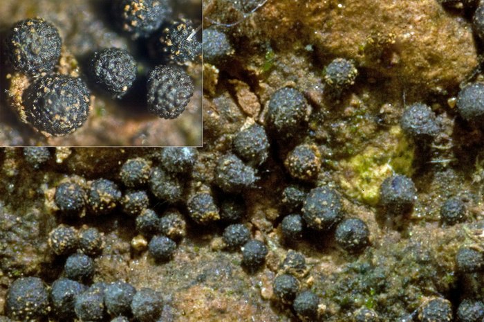 macrostoma
