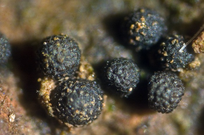 macrostoma