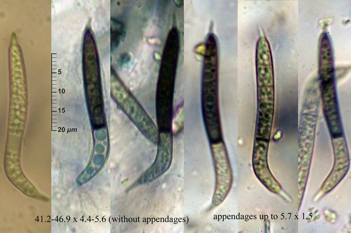 macrostoma