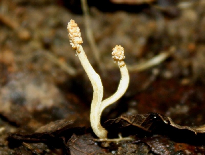 macrostoma
