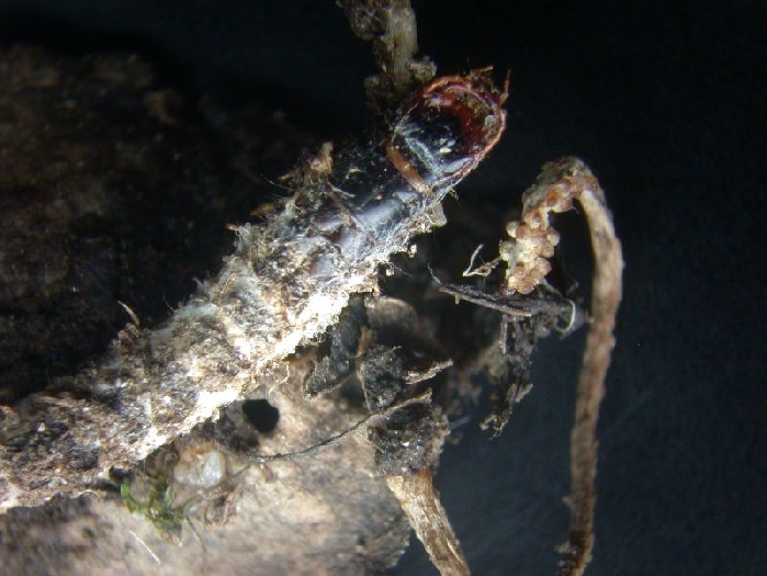 macrostoma